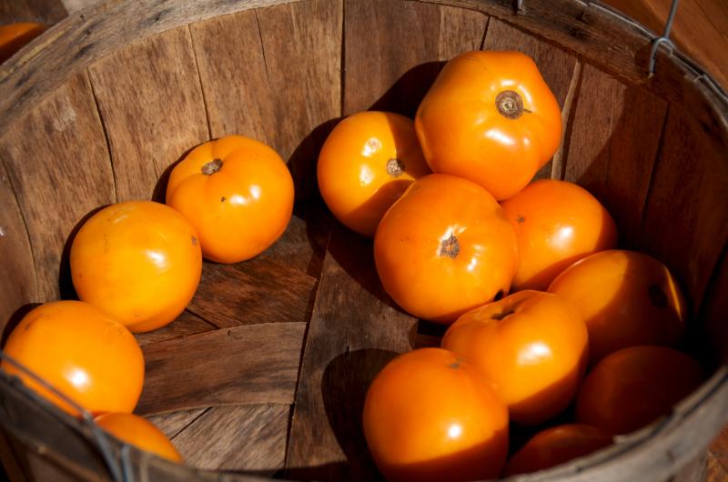 Winterberry Farm at 44 North St. in Mattapoisett offers heirloom and hybrid tomatoes as well as basil. BY GEORGIA SPARLING