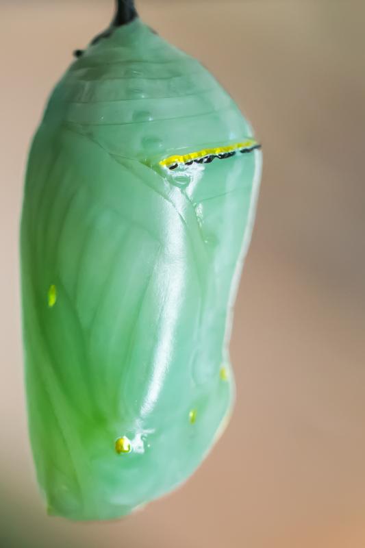 After the caterpillar eats the leaves of the milkweed, it forms the green chrysalis on a leaf of the plant. COURTESY ANNE HURLBUT