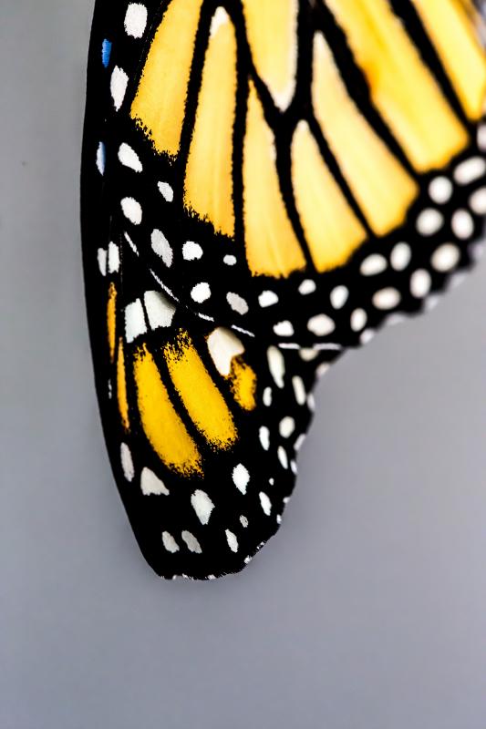 The butterflies feed on the nectar of the milkweed and soon start their trip south to Mexico. COURTESY ANNE HURLBUT