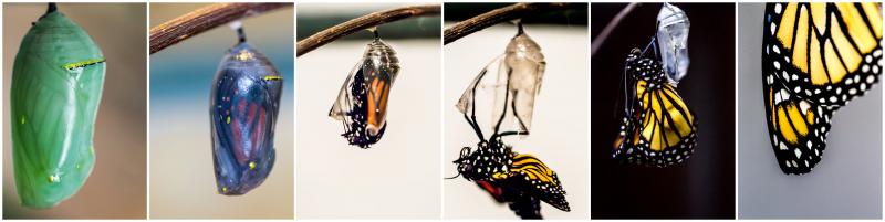 Anne Hurlbut, of Poppy Oakley Photography in Marion, documented each step of the monarch butterfly's metamorphosis. COURTESY ANNE HURLBUT