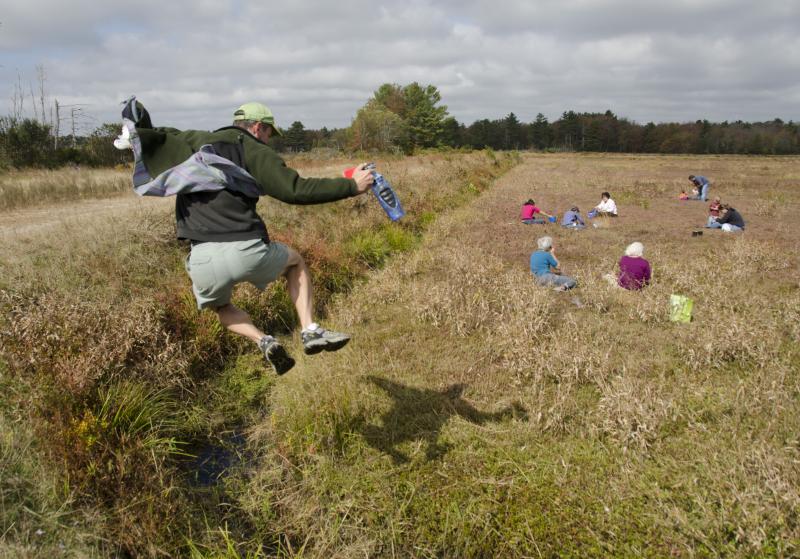 Art Hutchinson makes a flying leap into a bog at the Mattapoisett River Reserve property. BY GEORGIA SPARLING