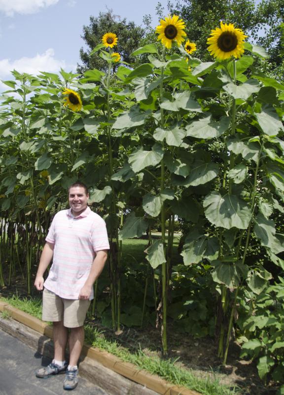 Russian deals mammoth sunflower