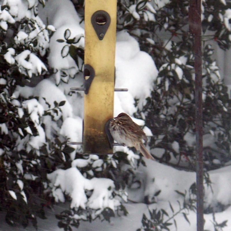 A bird finds a winter meal on Main Street in Mattapoisett. BY MATTHEW BERNAT
