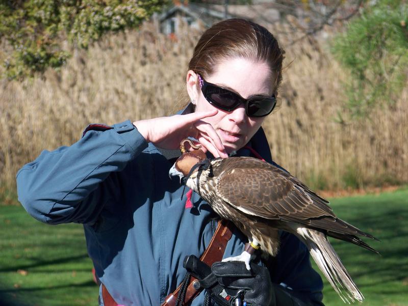 Falconry experts talk hawks in Marion Sippican