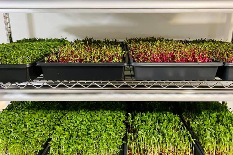 Microgreens business growing for Marion siblings | Sippican
