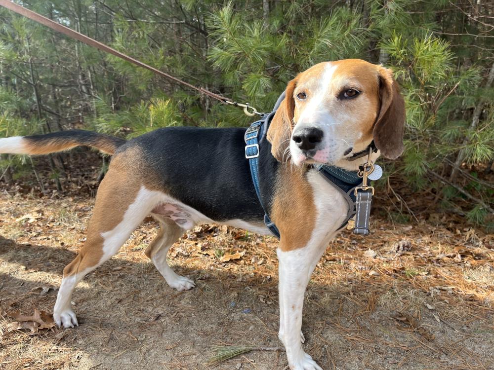Denver loved discovering a new trail and making new friends on an OutHounds Adventure hike in February. Photo by Taylor Fruzzetti