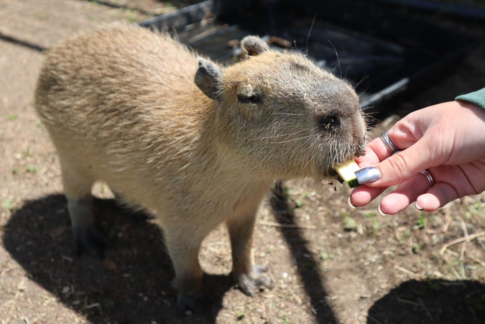 Pine Meadow Alpaca Farm welcomed a new resident in May, Harold the capybara. Photo by Taylor Fruzzetti