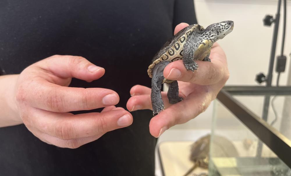 Center School’s Peanut the Turtle made a guest appearance in Sippican Week when second-grade students submitted persuasive essays about protecting diamondback terrapins. Photo by Taylor Fruzzetti