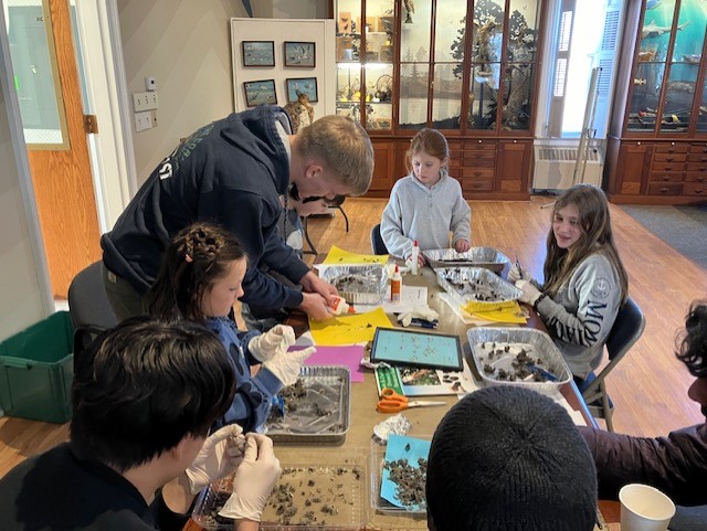 Students become owl diet detectives in museum workshop
