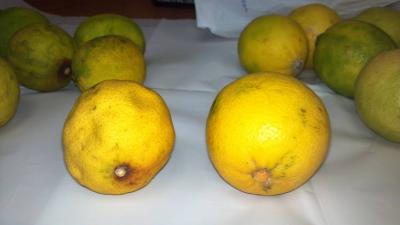 A fruit farm tested the product and told Giglia that their lemons and limes lasted a lot longer when wrapped in Ovtene. COURTESY ARCADIA NORTH AMERICA