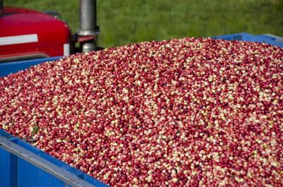 Rezendes said it only takes his team 45 minutes to load a tractor trailer full of cranberries. BY GEORGIA SPARLING