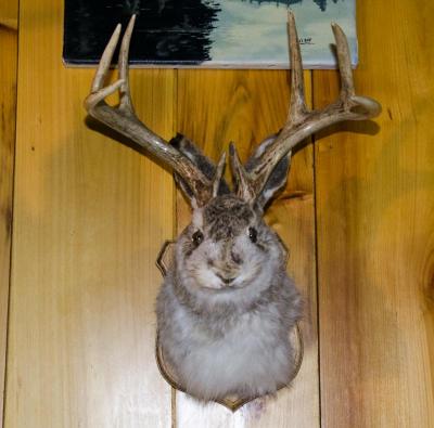 Is that the mythical jackelope? Holden said customers bring in some unusual requests such as this rabbit to which he added antlers. BY GEORGIA SPARLING