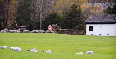 The seagulls at Mattapoisett's Ned's Point hunkered down as the wind gusts picked up. BY GEORGIA SPARLING