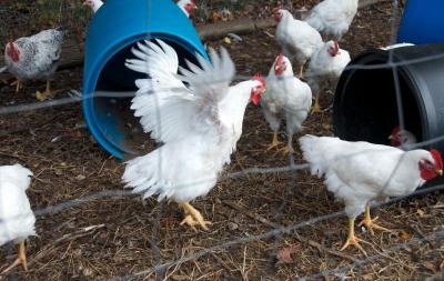 The couple have a number of roosters and hens, many of which will end up on their dinner table. BY GEORGIA SPARLING