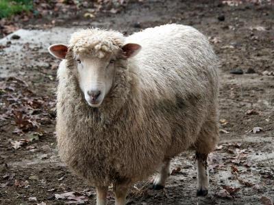 Here's looking at ewe. Teal said she only names the sheep she's planning to keep. The rest are called Lamp Chops, she joked. BY GEORGIA SPARLING