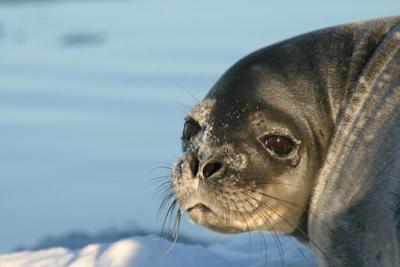 Hickey has seen seals, albatross, penguins, and whales during his trips to the southernmost continent. COURTESY ALAN HICKEY