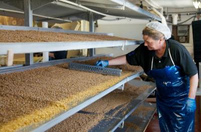 A new employee, Natasha Mangan, rakes the just sprouted seeds to keep them fresh. The seeds kept on trays and frequently doused with water to get them to sprout. BY GEORGIA SPARLING