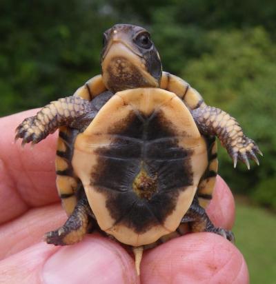 Hatchlings live off the nutrients of this yolk sac, in the center of the shell, as they scamper into winter burrows under woodland groundcover to sleep through the long New England Winter. COURTESY DON LEWIS