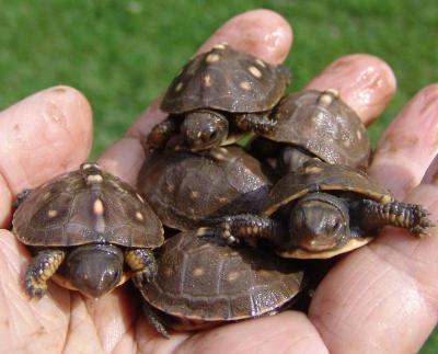 These turtles were taken from a nest in Dartmouth located in a vulnerable area. On Sept. 6, they hatched in Lewis’ “turtle garden” in Marion. COURTESY DON LEWIS