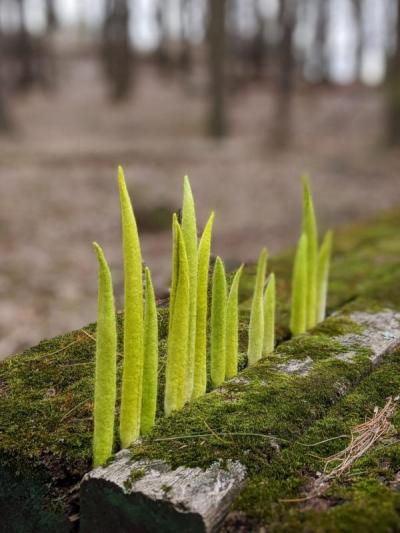 Anna Kristina Goransson felted this grass emerging from some old wood. Photo courtesy: Marion Art Center