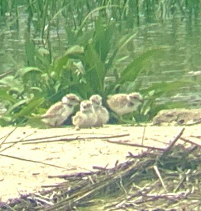 West Island Plover Chicks