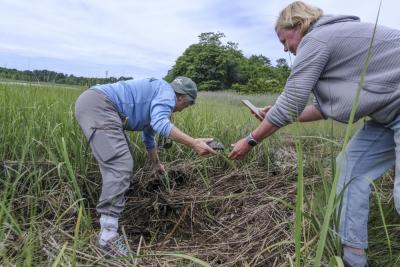 Lara Schofield, right, a New England Coastal Wildlife Alliance volunteer, passes a turtle to the alliance’s Founder and President Carol “Krill” Carson, left, during a release of two Diamondback Terrapins.
