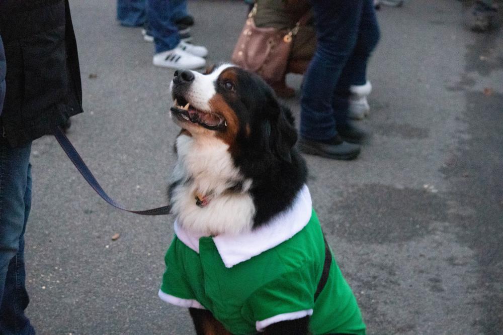 Not to be outdone, Brady wore his green elf costume.