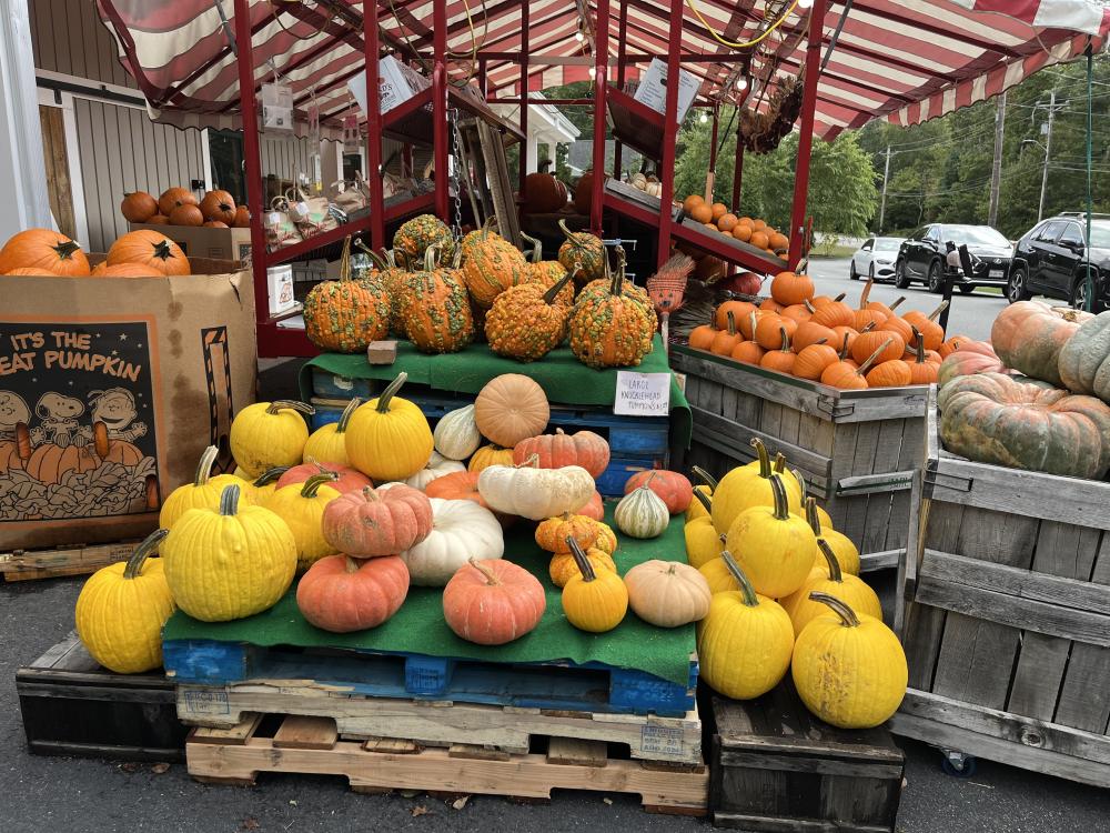 The collection of pumpkins at Fieldstone Farm Market in Marion “puts a pop of color” in front of the store, owner Arnie Johnson said. Photos by Erez Ben-Akiva