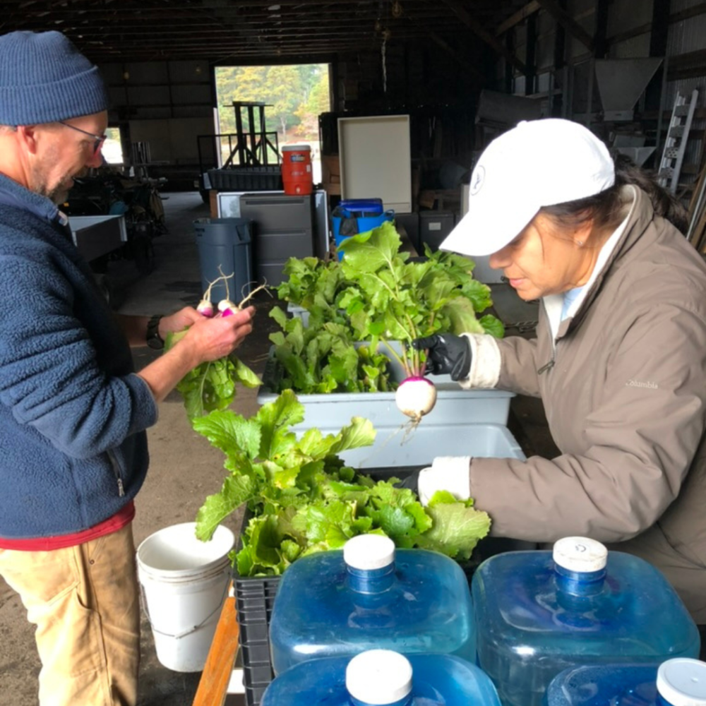 Frogfoot farmer Scott Codey and volunteer Wendy Brogioli handling turnips. Source: Marion Institute