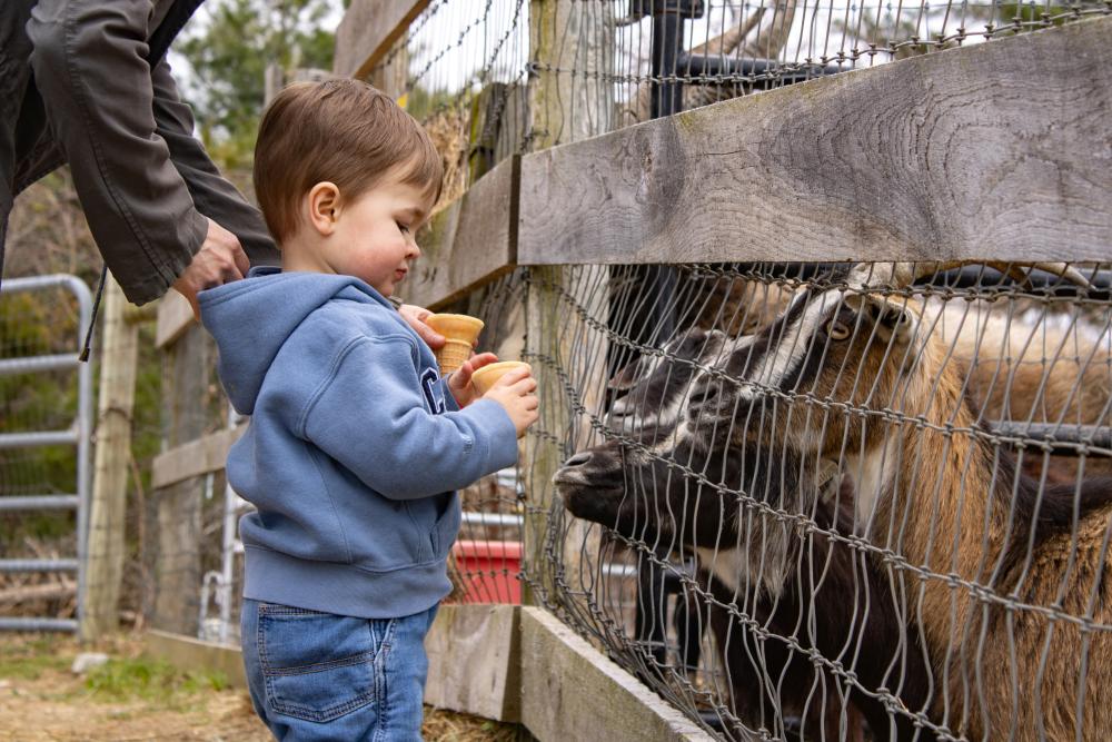 Goats eagerly await food from Jonathan Hurrie, 2, at Pine Meadow Alpacas on Saturday, April 18. Photos by Grace Roche