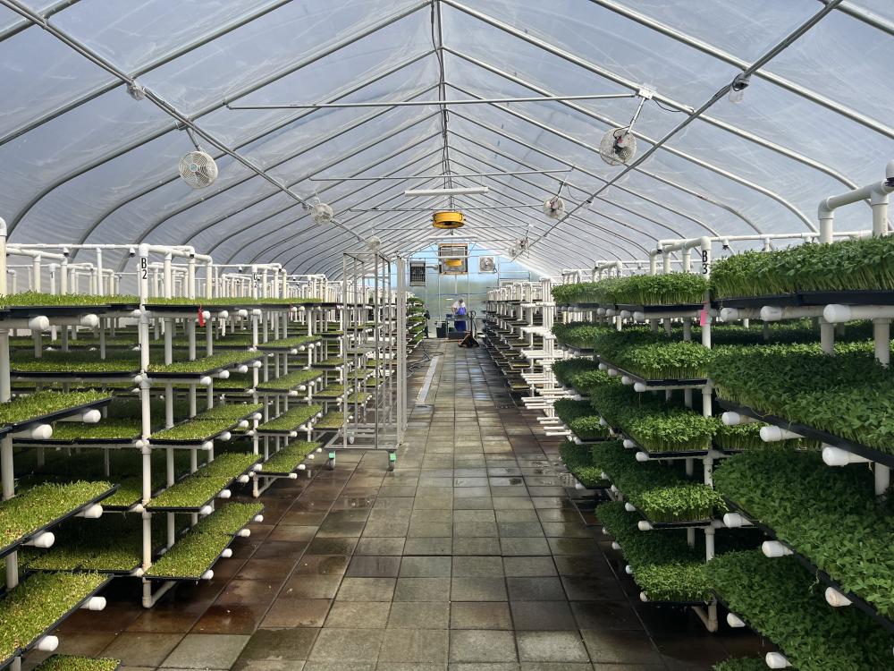 Several varieties of sprouts grow inside a greenhouse at the Johnathan Sprouts farm in Rochester. Photos by Grace Roche