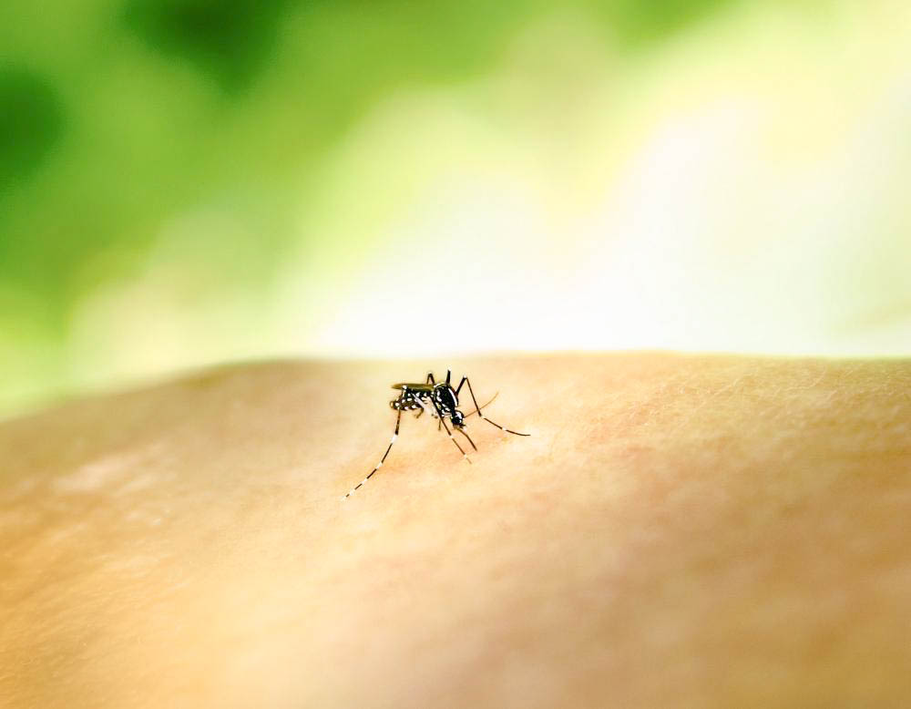 Avoiding mosquito activity can keep people safe from West Nile virus and Eastern Equine Encephalitis.