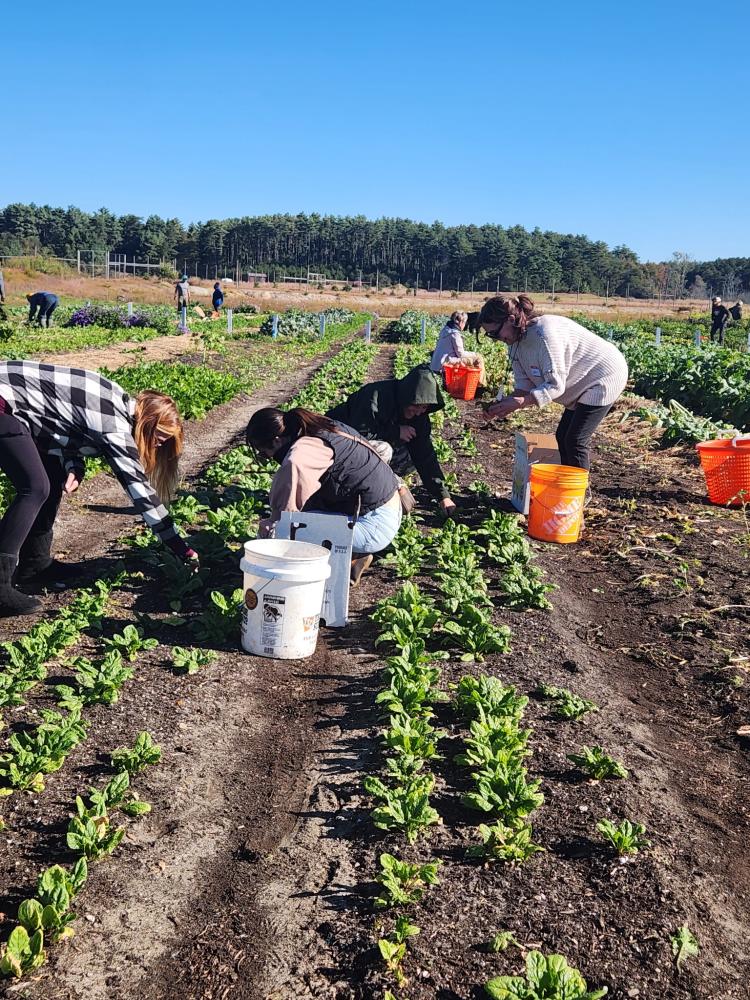 Staff from the Westport Schools Food Service Department harvest produce on Frogfoot Farm during an Oct. 7 visit. Photos source: Marion Institute