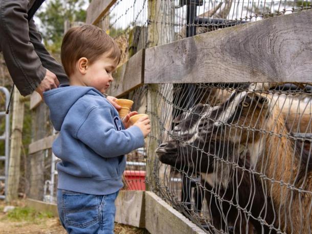 Goats eagerly await food from Jonathan Hurrie, 2, at Pine Meadow Alpacas on Saturday, April 18. Photos by Grace Roche