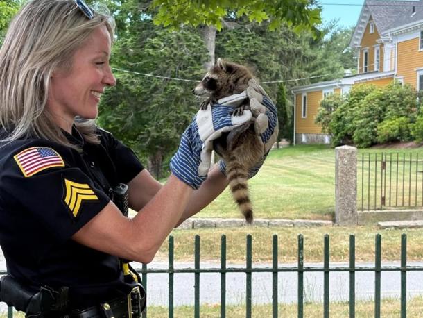 Sgt. Catherine Connolly holds the baby raccoon she brought down from a tree. Photo source: Rochester Police 