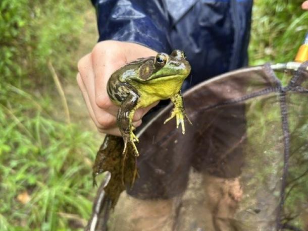 One coastal explorations participant holds a frog they found during the program. Photo source: Marion Natural History Museum
