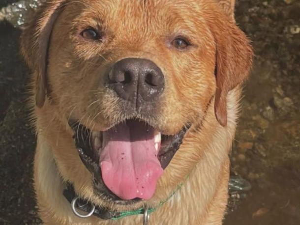 Marion Police Department's comfort dog Norman. Photo source: Marion Police