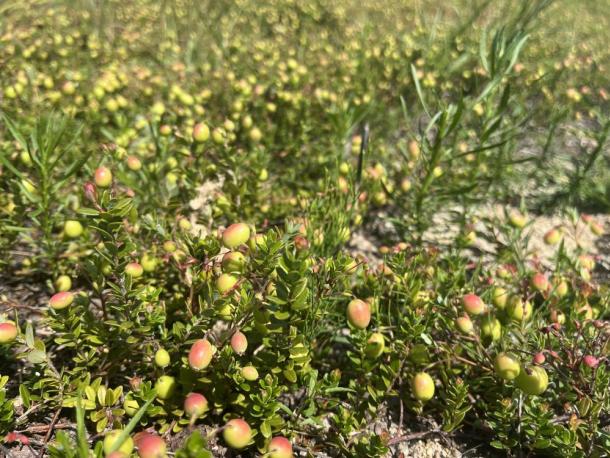 By mid-summer, cranberries have begun ripening and turning their recognizable color. Photos by Grace Roche
