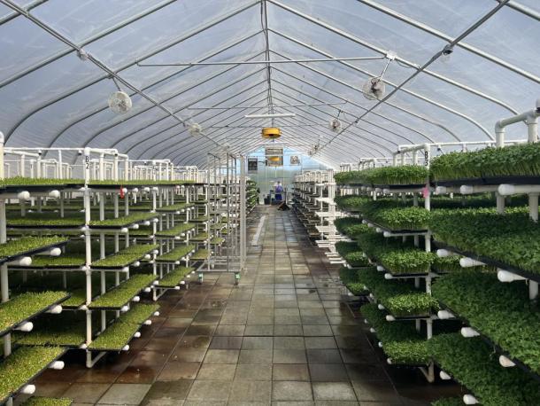 Several varieties of sprouts grow inside a greenhouse at the Johnathan Sprouts farm in Rochester. Photos by Grace Roche