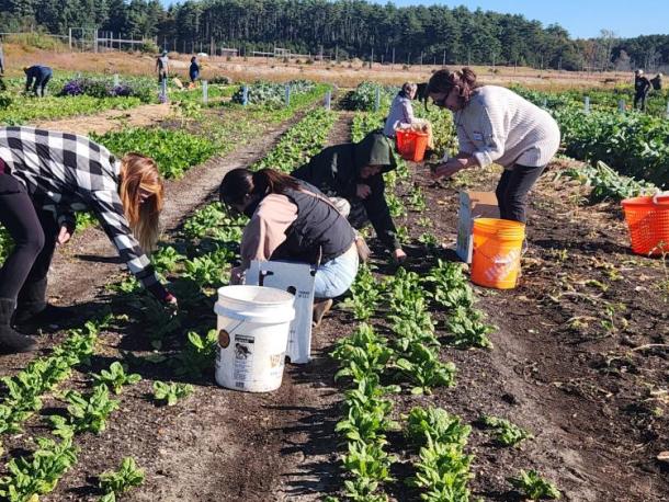 Staff from the Westport Schools Food Service Department harvest produce on Frogfoot Farm during an Oct. 7 visit. Photos source: Marion Institute