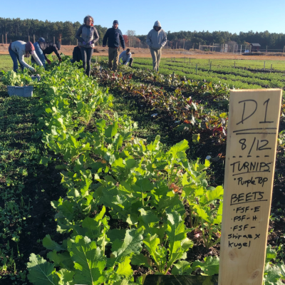 Frogfoot farmer Scott Codey and other volunteers harvest crops to be sent to a food pantry.