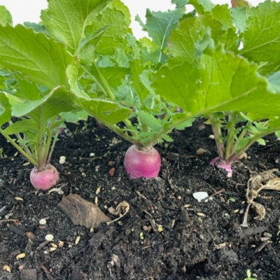 Turnips growing at Frogfoot Farm.