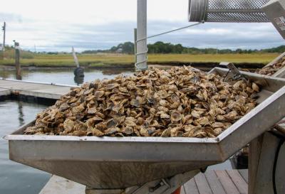 Freshly caught oysters enter a hopper to be sorted by size. 