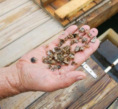 Dale Leavitt with a handful of oyster seed.