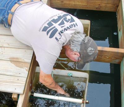 Dale Leavitt digs for oyster seed in the hatchery. 