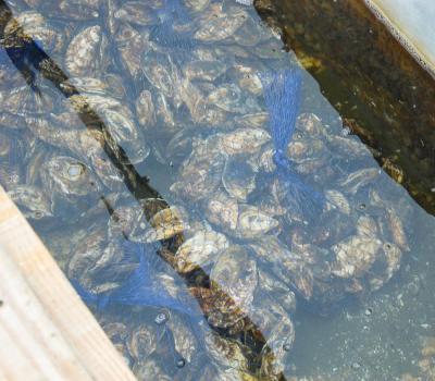 Fully mature oysters ready to be picked up for delivery.