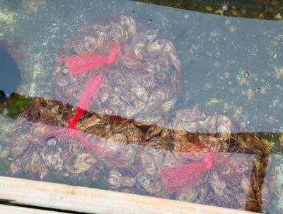 These oysters will be refrigerated then delivered fresh to regional buyers. 