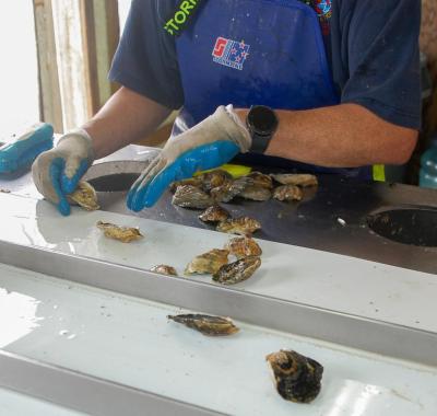Lacy Berman cleans shellfish before she places them on a conveyor belt. 