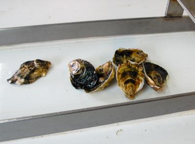 Oysters continue on a conveyor belt after being cleaned. 