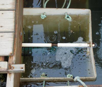 Water circulates through an oyster hatchery.